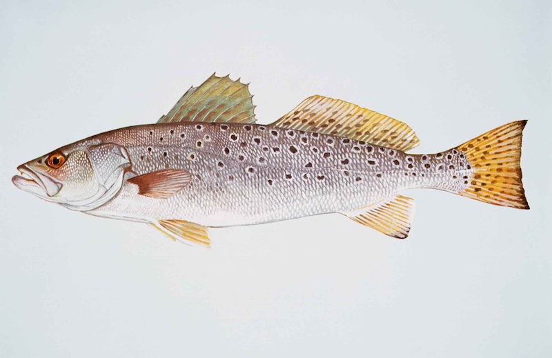 speckled trout
