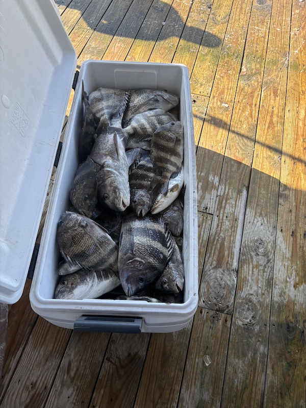 catching big sheepshead in winter